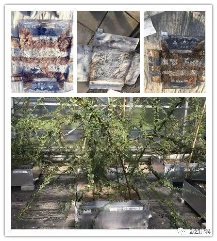 【喜大普奔】歐西建科耐根穿刺防水卷材順利通過北京園林所檢測(cè)！